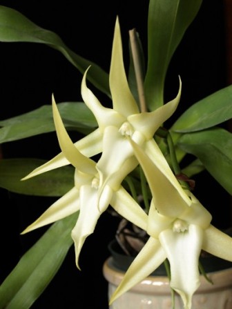 Angraecum sesquipedale, the star orchid